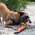 Bild 3 von Hozies Jeffrey Jungle aus Feuerwehrschlauch